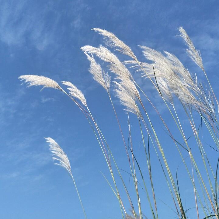 桃桃