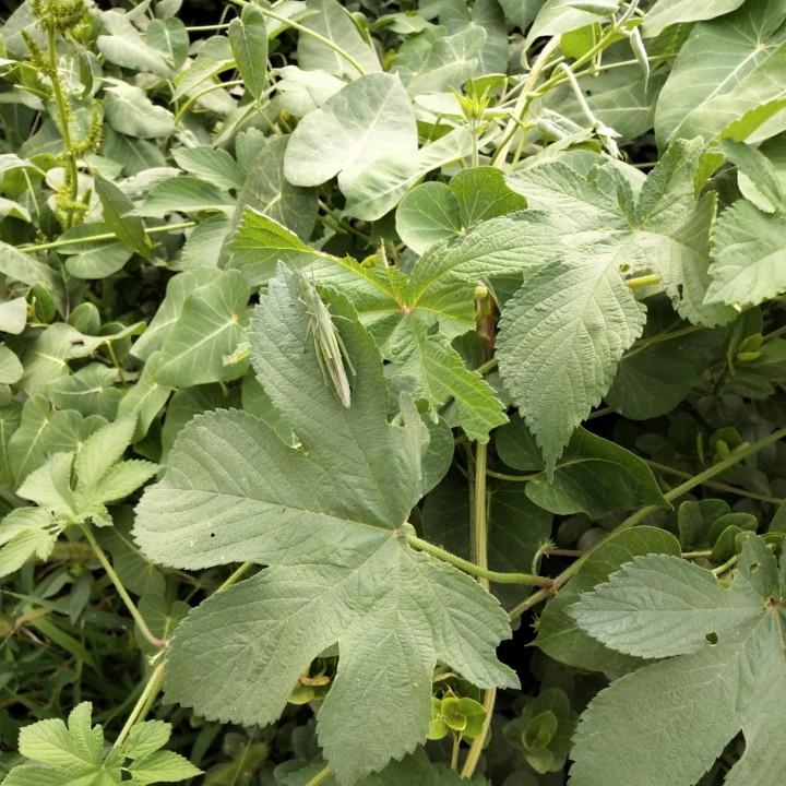 鑫鑫