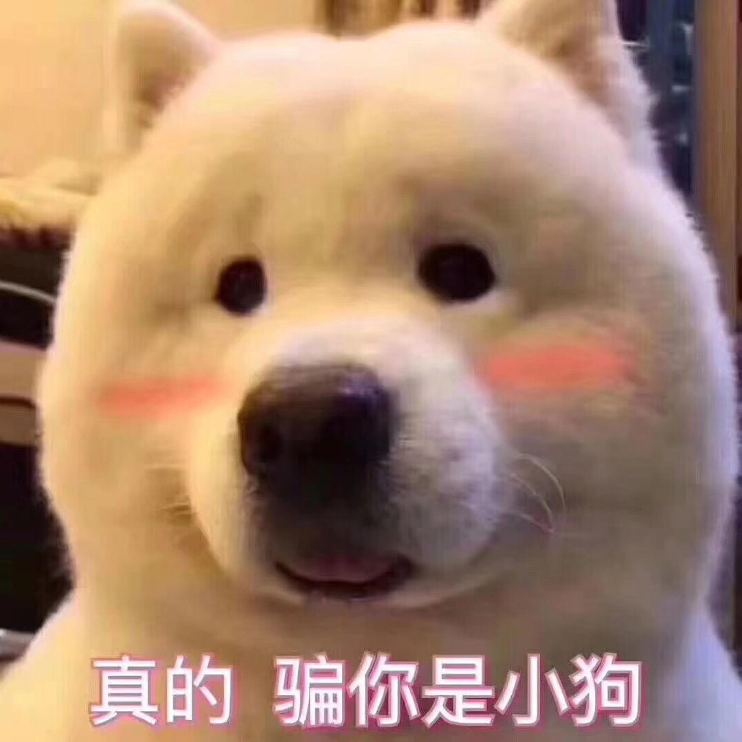 小猫不爱吃鱼