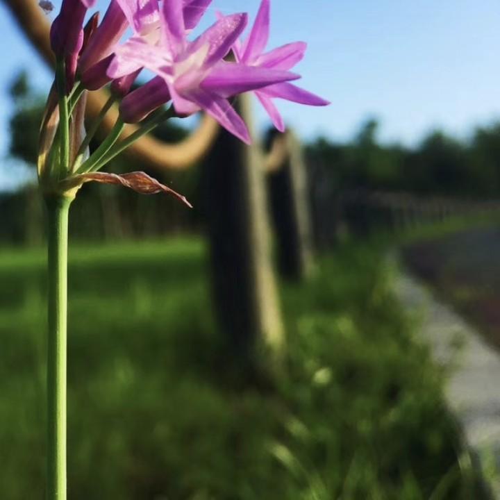 不一样的卡梅拉