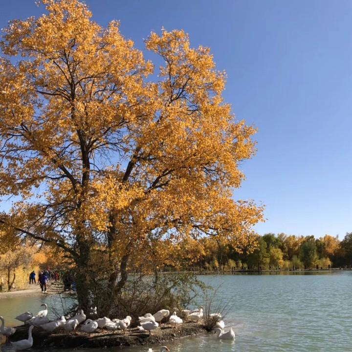 火凤凰  橱窗有好货