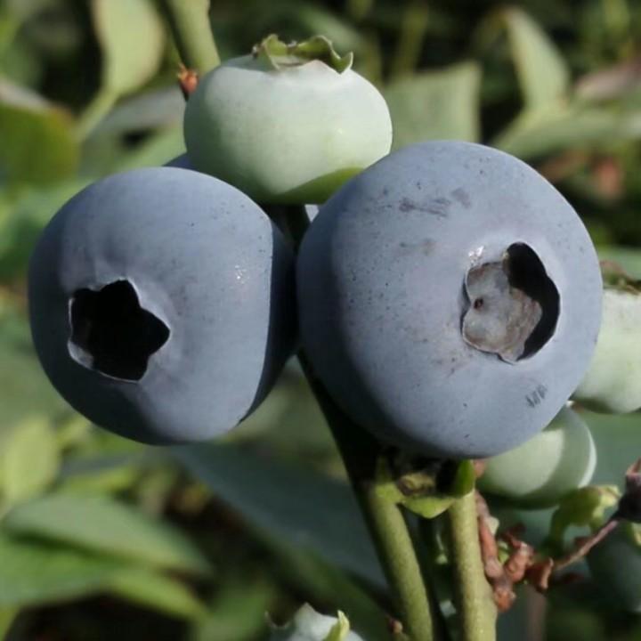 成都乡坝投农业专业合作社