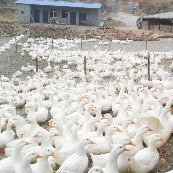 刘冬华