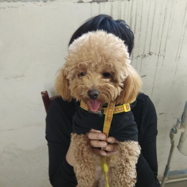 飞鱼