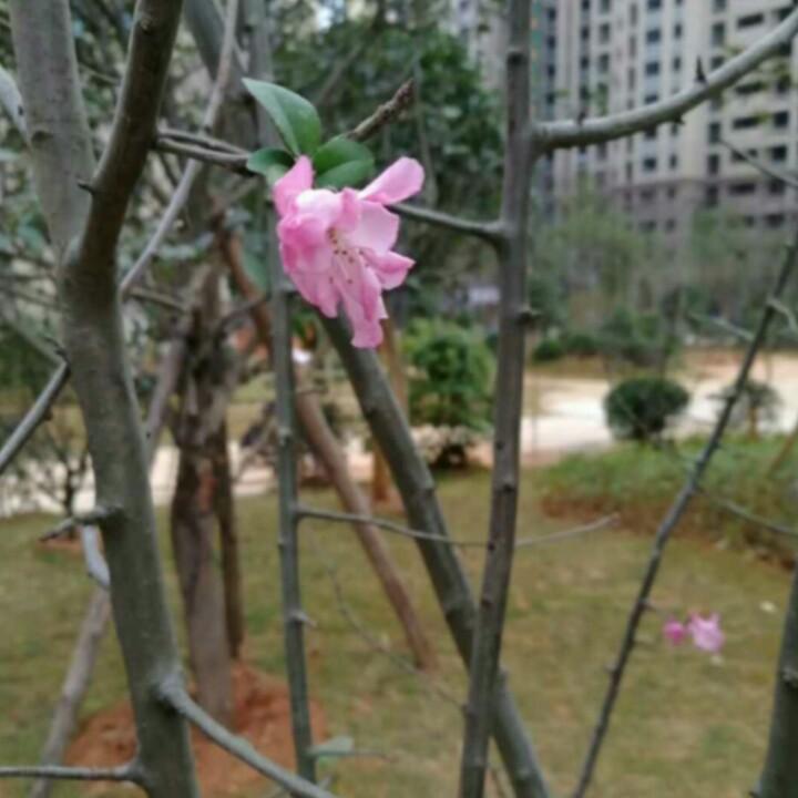 幸福之云