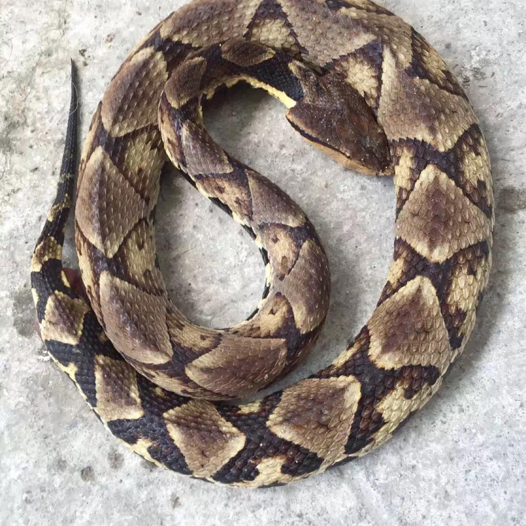 辛勤的海龟🐢
