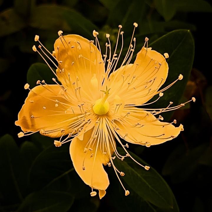 曦雨《音乐与摄影》