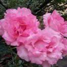 珍惜眼前人，，，