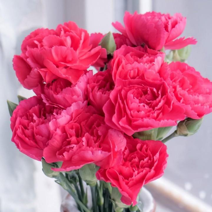 本(^･ｪ･^)守来也：拒绝聊天