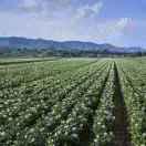 lgx（仙女果果）