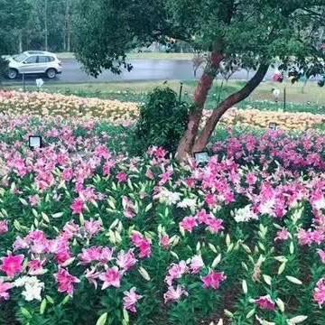 人生如梦