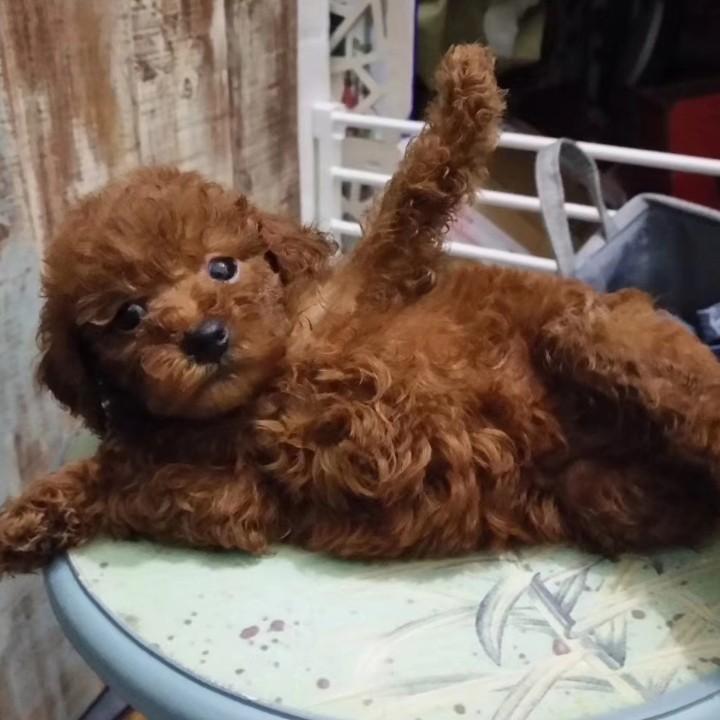 爱尚宠屋店(早元大市场店)官方号