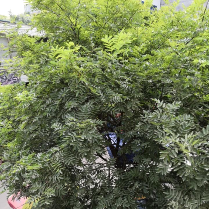 红果果