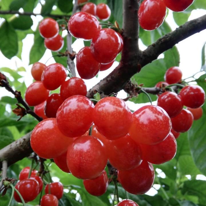 成都蓉一枝农业