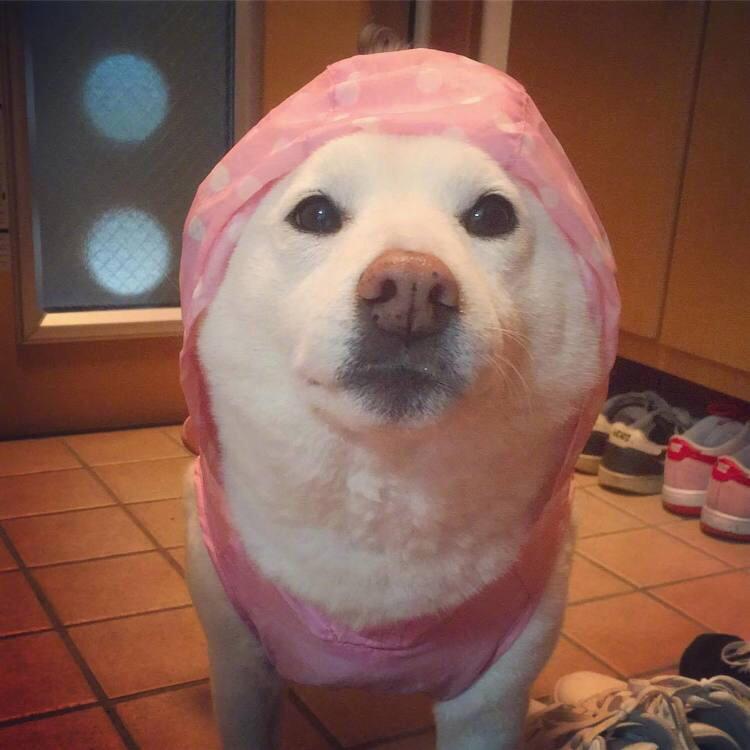 Craig