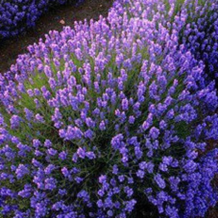 幸福一生🌹 快乐一世