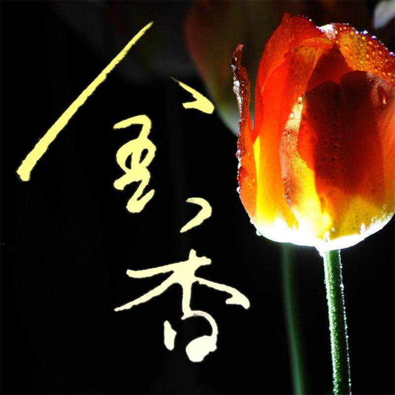郁金香花开