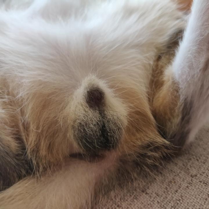 菜就多恋