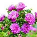 好人一生平安！