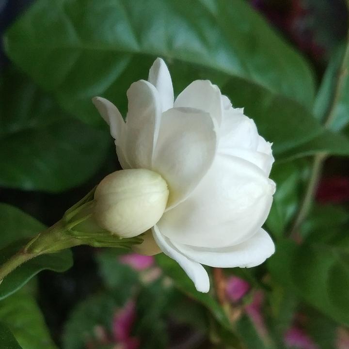 小夜