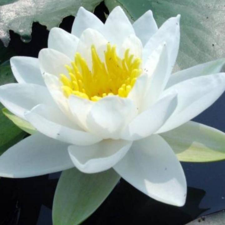 芳芳老师