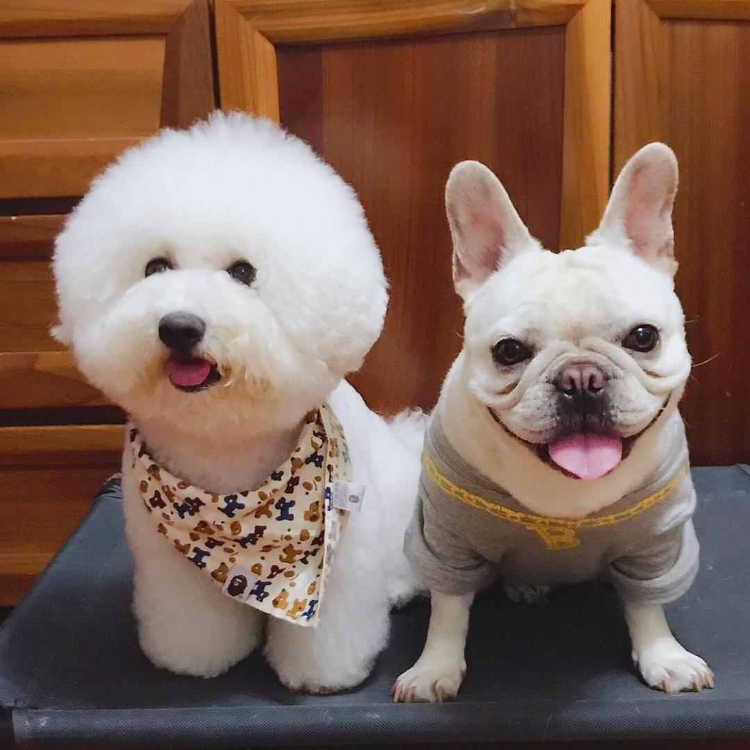 布兜家养宠严选