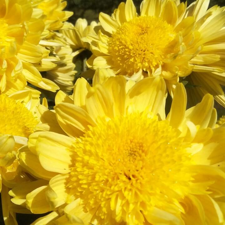 设计图文的袁哥