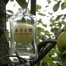 金玲_251595978