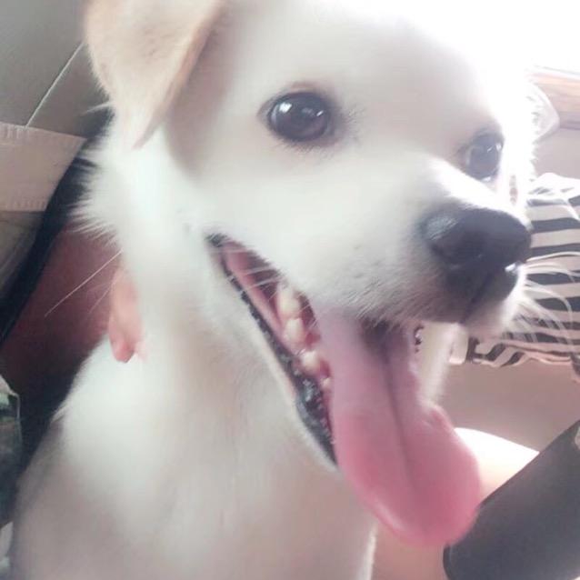 吉吉
