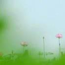 四叶草🍀