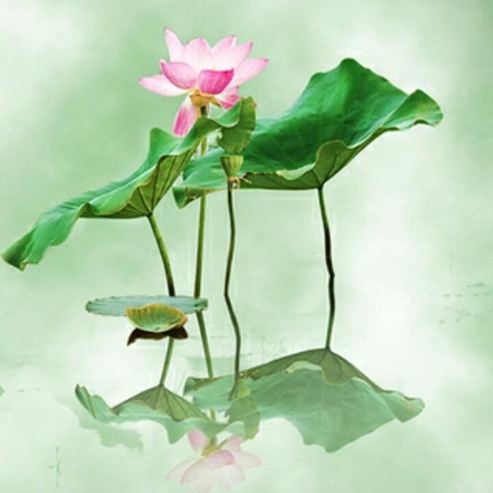 華歌HG
