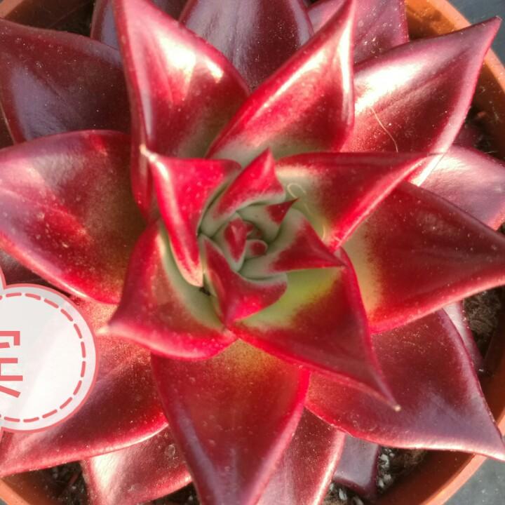 Look for🌹🔥昊阳多肉👍