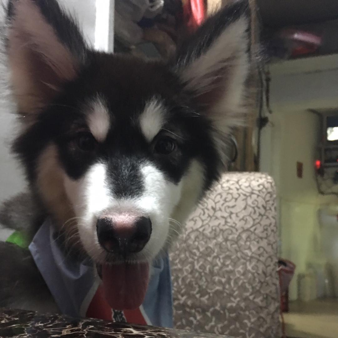 🌈🌈养我方小墩🤔