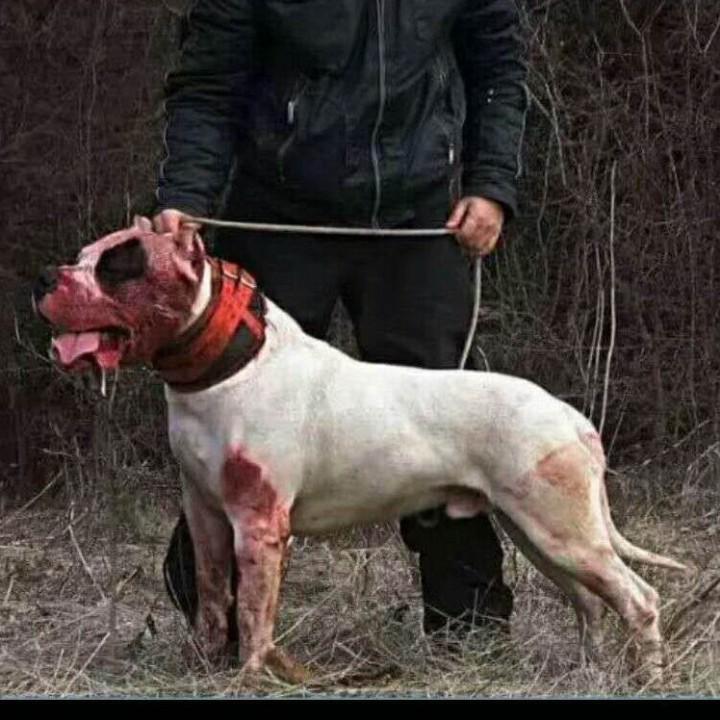 冀中乡村犬业 Leo