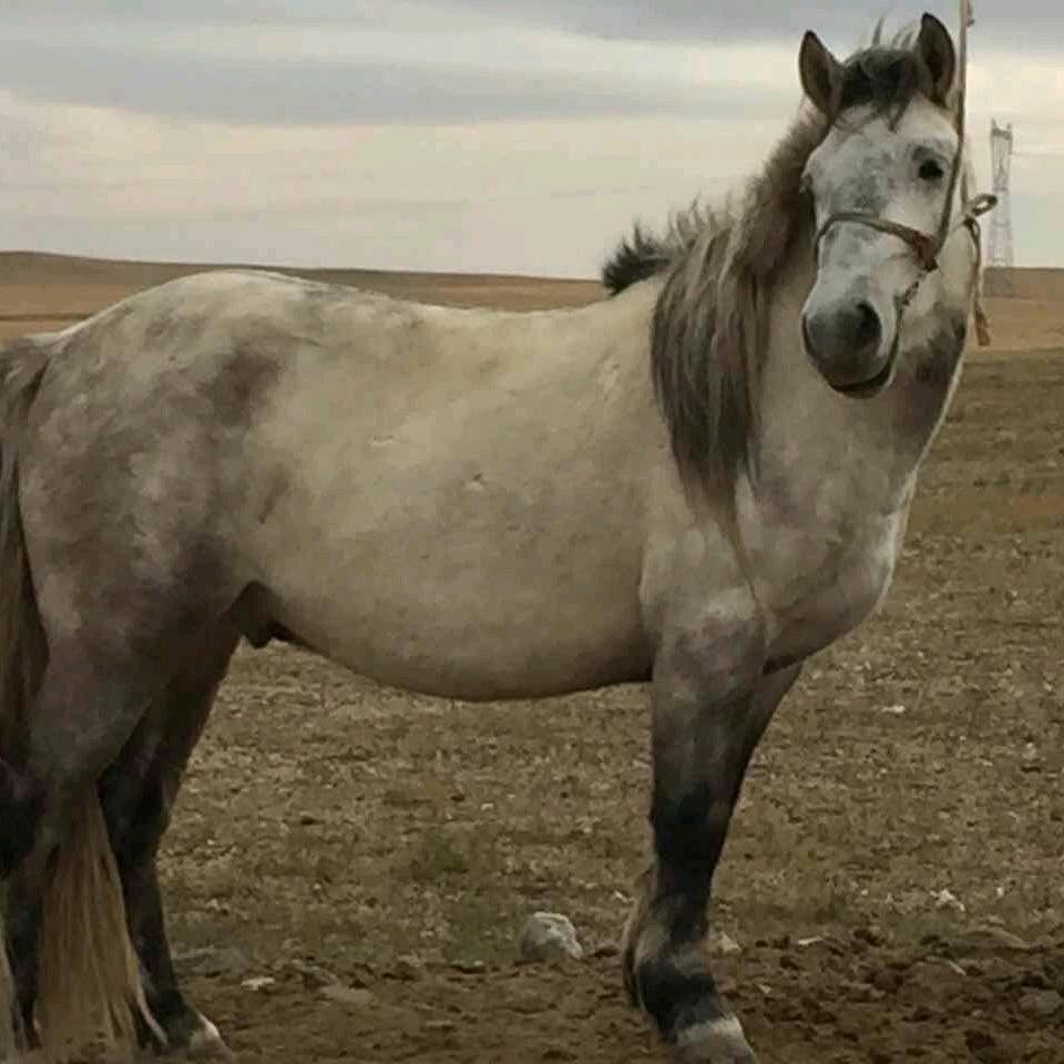 牧马人866798319640