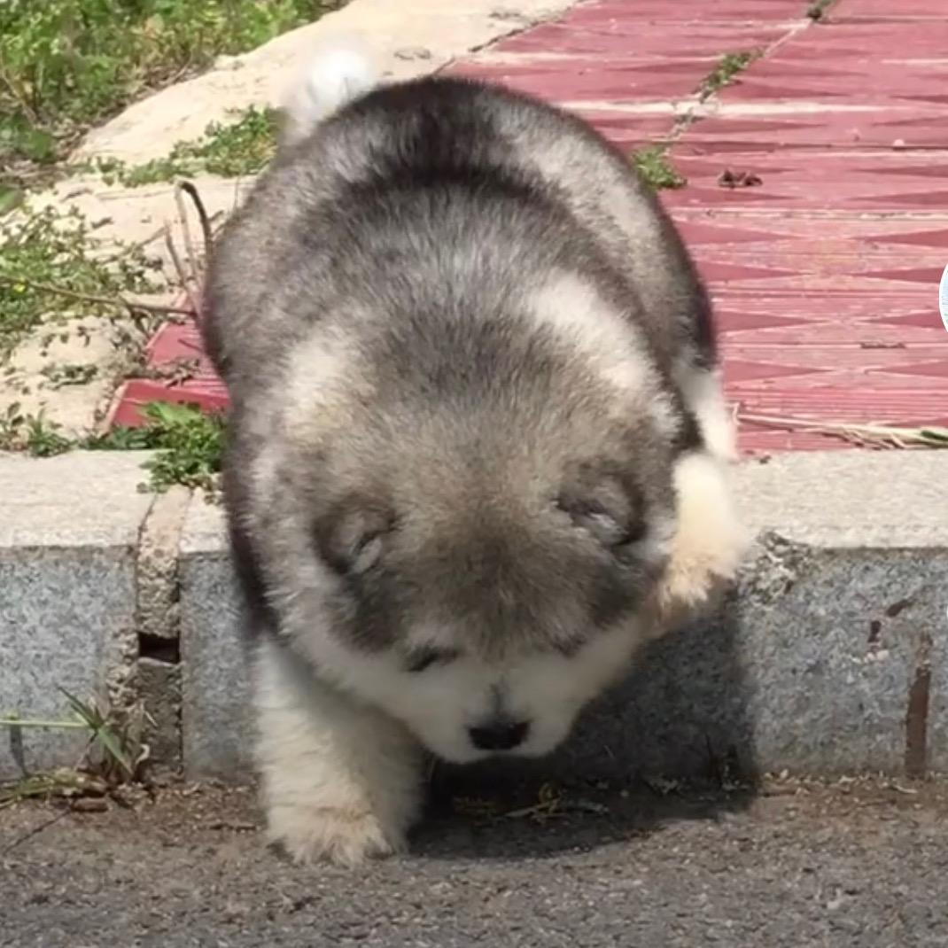 孙强阿拉斯加精品狗场.@抖音