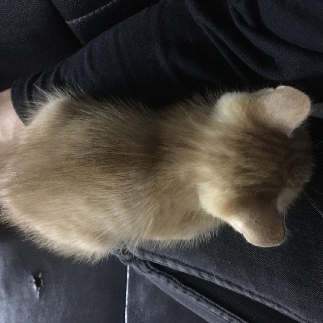 想飞的猪