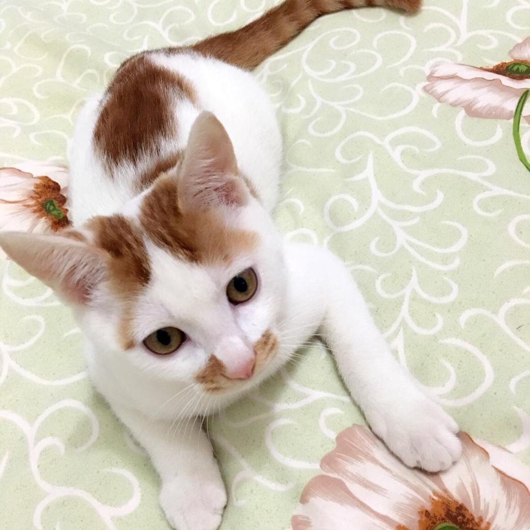 喵喵喵🔟岁啦🐱🐱🐱🌸
