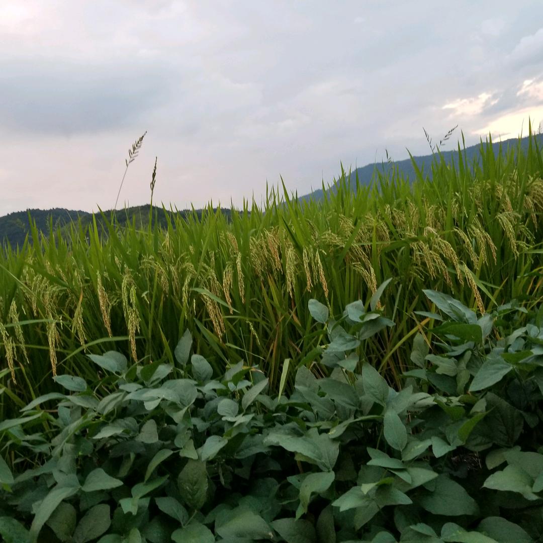 巴陵后