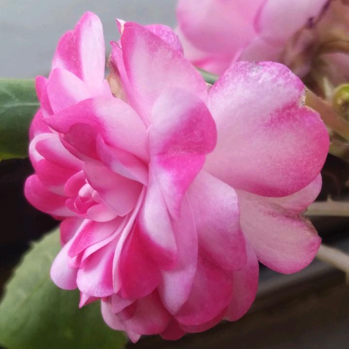 我是刘无敌