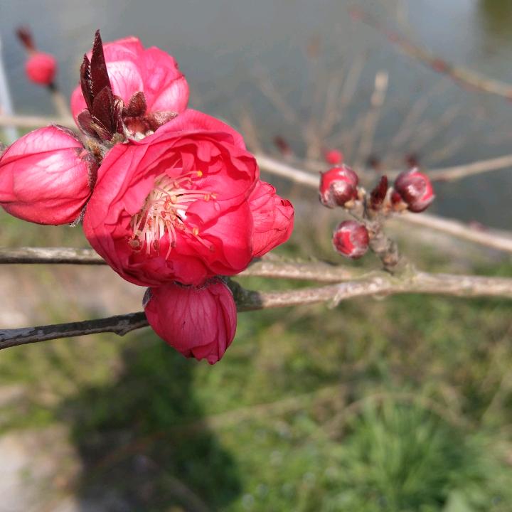 红太狼