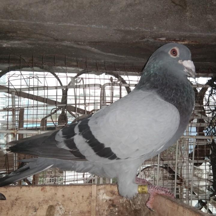 一阵风