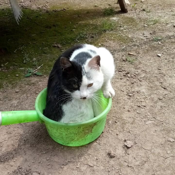 孤独飞鹰