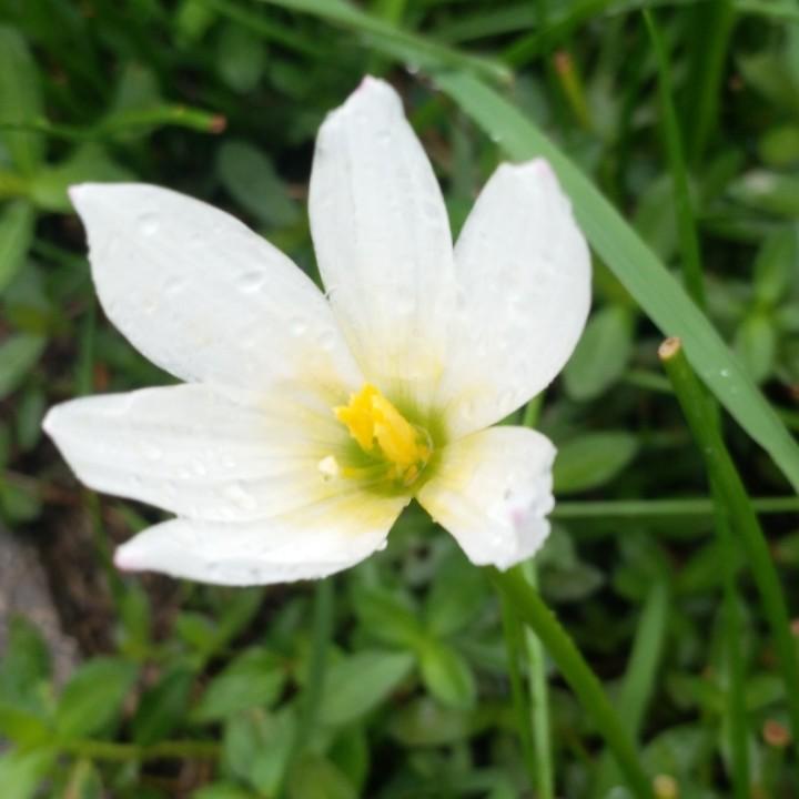 漠漠