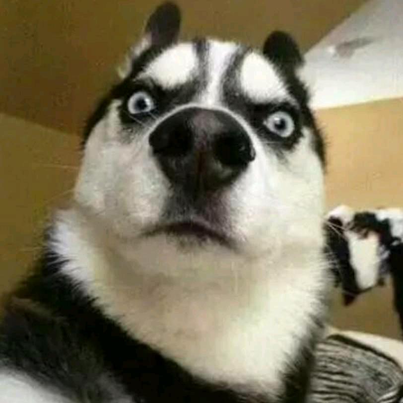 杨老大