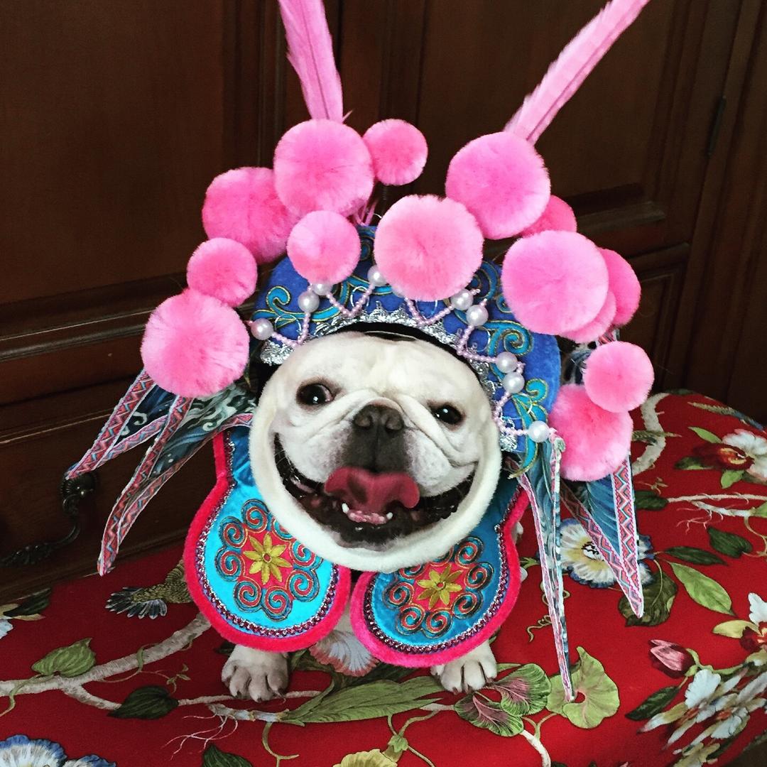 菠萝姐姐的法国斗牛犬
