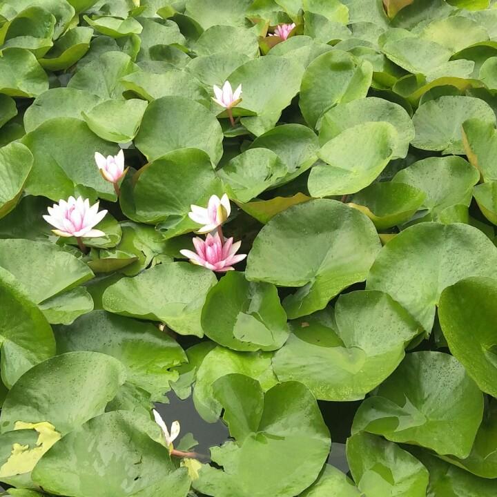 蓝色海洋