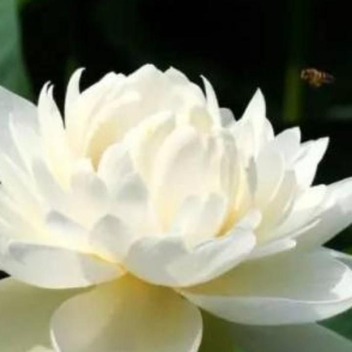 🍃浮生若梦🍃