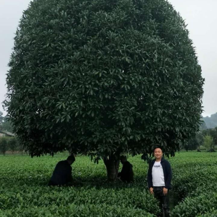 雅安景宏苗木有限公司