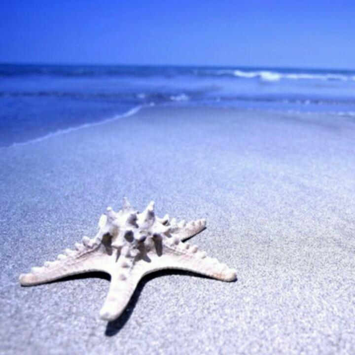 花与海